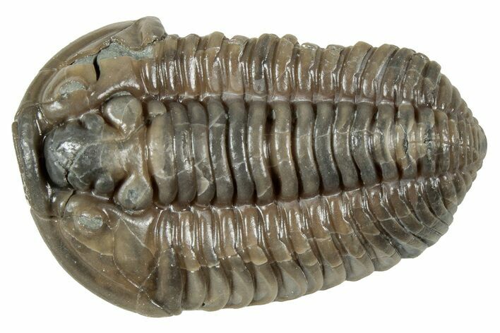 Prone Flexicalymene Trilobite - Mt Orab, Ohio #358077